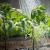 Внекорневая подкормка растений: как приготовить и применять растворы на даче и огороде