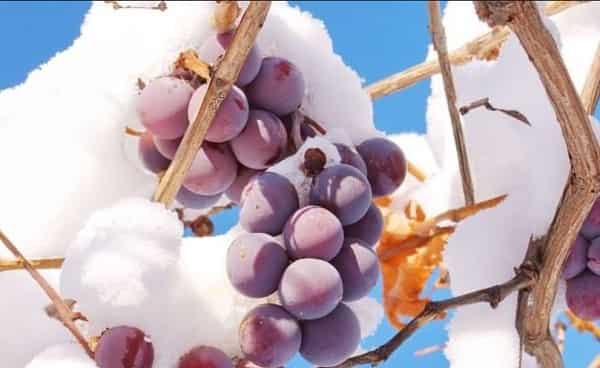 Как и чем укрыть виноград на зиму осенью