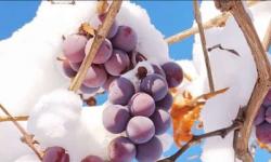 Hur och vad ska man täcka druvor för vintern på hösten