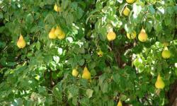 List of self-pollinating pear varieties