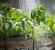 Bladmatning av växter: hur man förbereder och applicerar lösningar i lanthuset och trädgården