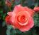 How to care for roses.  Proper pruning of roses