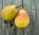 Description of Bryansk beauty pear
