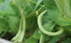 Asparagus beans, cultivation and care in open ground, varieties Asparagus beans description