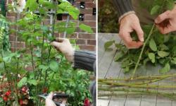 Growing a rose from a cutting: how to do it