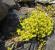 Sedum (sedum) - planting and care in open ground, types and varieties with photos