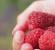 Caring for remontant raspberries in the fall: pruning diagrams, instructions, videos