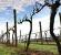 How and when do grape vines take cover in autumn?