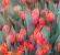 Tecnologia per forzare i tulipani a casa: come ottenere fiori in qualsiasi momento dell'anno