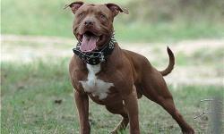 American Pit Bull Terrier or Pitbull