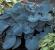 Plava hosta: sorte, opis, sadnja i njega na otvorenom terenu, fotografija