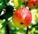 Sorte stabala jabuka sa fotografijama