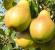 The best pear varieties