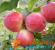 The best varieties of apple trees with photos and names