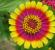 How to properly plant zinnias in open ground?