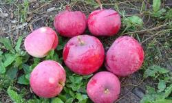 शैंपेन सेब की किस्म, बढ़ते क्षेत्र और उपज का विवरण और विशेषताएं