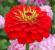झिननिया फूल - तस्वीरें, प्रकार, खेती, रोपण और देखभाल झिननिया बीज से सुंदर रूप से उगता है