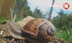 How to get rid of slugs and snails in the garden and country house