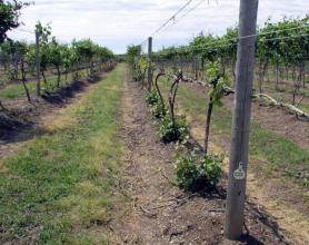 Как укрывать на зиму виноград: советы садоводов